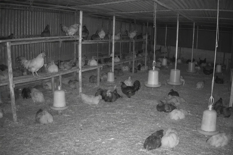 Illustrative infrared farm CCTV view of roosters resting in the poultry shed at night