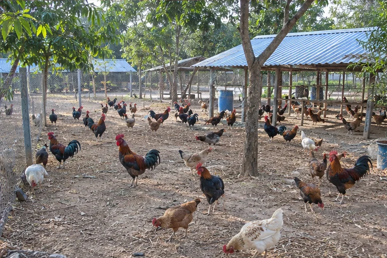 Illustrative farm CCTV view of roosters and hens in the outdoor poultry run